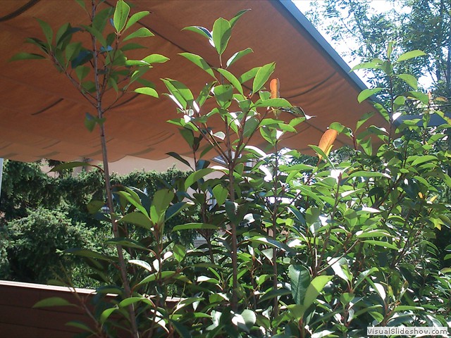 leaf-fall-markiza-na-terasu-1
