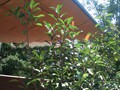 leaf-fall-markiza-na-terasu-1