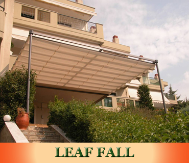 markíza leaf fall